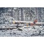 Pilarka spalinowa Husqvarna 560 XP® G Mark II